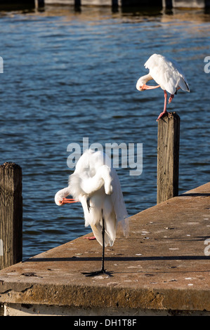 Ein Weißer Reiher und ein Ibis, ausgeglichen jeweils auf einem Bein, putzen im Licht der untergehenden Sonne in Mount Dora, Florida. Stockfoto