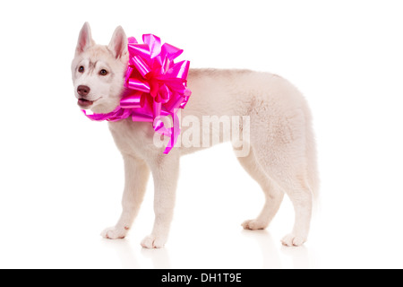 süße husky Welpen Stockfoto