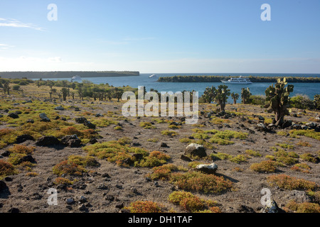 Plaza Sur Insel, Galapagos Stockfoto