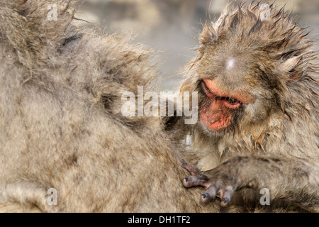 Japanischen Makaken (Macaca Fuscata) Pflege in einem Hotspring, Affenpark Jigokudani, Nagano, Japan Stockfoto