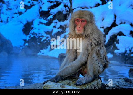 Japanischen Makaken (Macaca Fuscata) sitzt neben heißen Quellen, Affenpark Jigokudani, Nagano, Japan Stockfoto