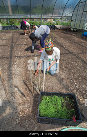 Studenten in städtische Landwirtschaft Trainingsprogramm Frühlingszwiebeln im Kapuziner Suppenküche Gewächshaus Pflanzen. Stockfoto