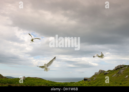 Drei gemeinsame Möwen fliegen gegen bewölktem Himmel in Küstenlandschaft. Stockfoto