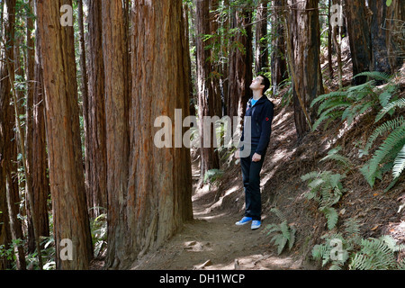 Muir Woods National Monument, Kalifornien, USA Stockfoto