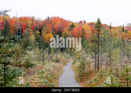 Trail, eine Promenade im Herbst, Adirondack Mountains, Upstate New York, USA Stockfoto