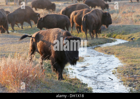 Amerikanische Bisons (Bison Bison), Grand-Teton-Nationalpark, Wyoming, USA Stockfoto