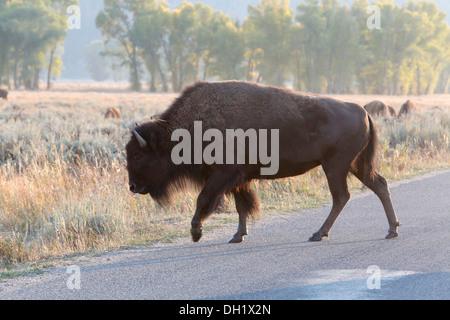 Amerikanische Bisons (Bison Bison) eine Straße überqueren, Grand-Teton-Nationalpark, Wyoming, USA Stockfoto