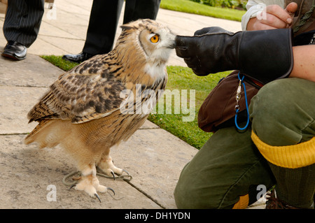 Falknerei-Vorführung, Falknerei die Jagd auf wild-Steinbruch in seinen natürlichen Zustand und Lebensraum durch den Einsatz von ausgebildeten Greifvogel. Stockfoto