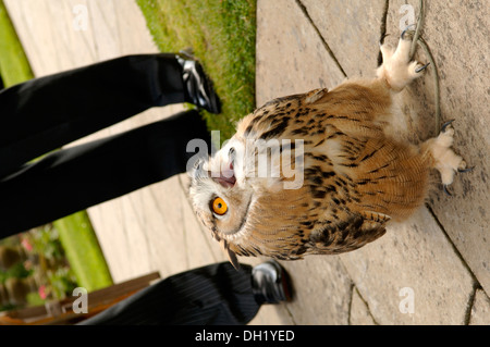 Falknerei-Vorführung, Falknerei die Jagd auf wild-Steinbruch in seinen natürlichen Zustand und Lebensraum durch den Einsatz von ausgebildeten Greifvogel. Stockfoto