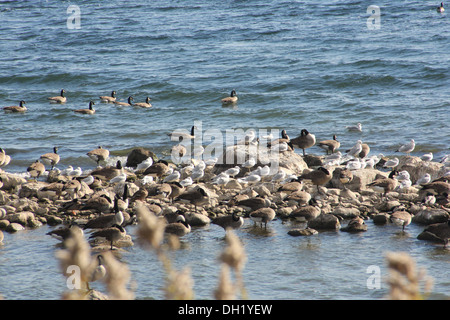 Gänse und Möwen auf einer Sandbank in Felsen ragt aus dem Wasser vor der Küste abgedeckt Stockfoto