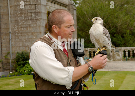 Die Falknerei ist die Jagd auf wild-Steinbruch in seinen natürlichen Zustand und Lebensraum durch eine ausgebildete Raubvogel. Stockfoto