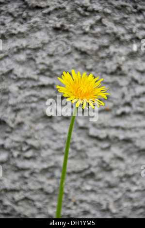 Eine leuchtend gelbe Löwenzahn Blume vor einer Betonwand Stockfoto