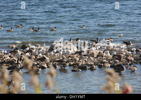 Gänse und Möwen auf einer Sandbank in Felsen ragt aus dem Wasser vor der Küste abgedeckt Stockfoto