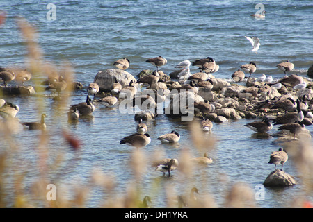 Gänse und Möwen auf einer Sandbank in Felsen ragt aus dem Wasser vor der Küste abgedeckt Stockfoto