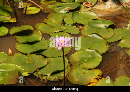 Nymphaea Blume in einem künstlichen Teich Stockfoto