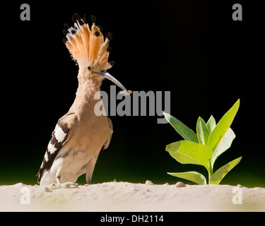 Eurasische Wiedehopf (Upupa Epops) hält einen frisch gefangenen Fehler im Schnabel, Ungarn Stockfoto