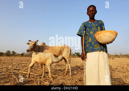 Frau im nördlichen Burkina Faso hüten Kühe und Rinder Stockfoto