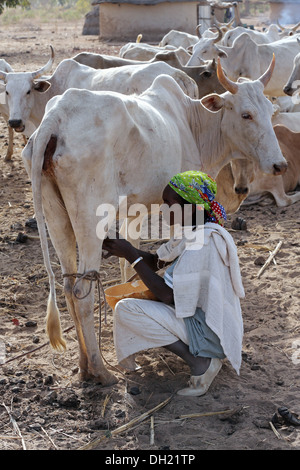 Frau im nördlichen Burkina Faso Kuh zu melken Stockfoto