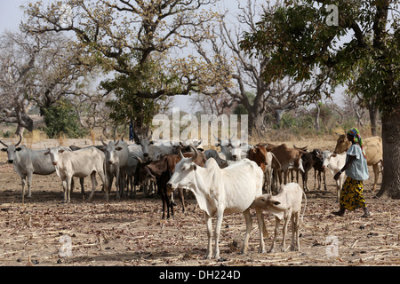 Fulami Frau hüten Kühe Rinder in Burkina Faso Stockfoto
