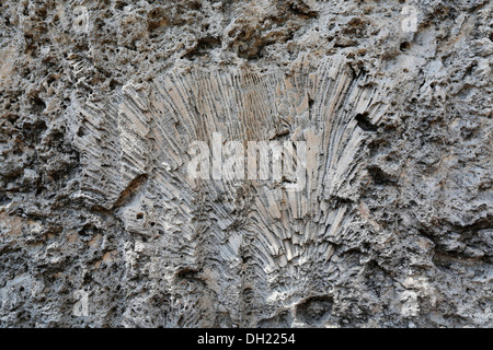 Fossile Korallen eingebettet in Kalkstein in einem alten Steinbruch Windley Key Fossil Reef Geological State Park, Windley Key, Florida Keys Stockfoto