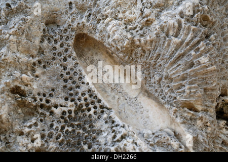 Fossile Korallen eingebettet in Kalkstein in einem alten Steinbruch Windley Key Fossil Reef Geological State Park, Windley Key, Florida Keys Stockfoto