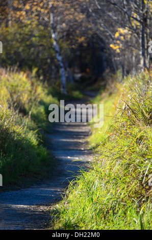 Morgensonne leuchtet auf einem Wanderweg im Acadia National Park, Maine. Stockfoto