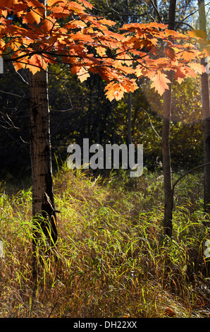 Autumn oak leaves lit from behind by morning sunlight. Stockfoto