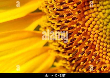 Sonnenblume hautnah Stockfoto
