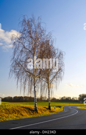 Zwei Birken auf einer Straße im Herbst, in der Nähe von Moritzburg, Sachsen, PublicGround Stockfoto