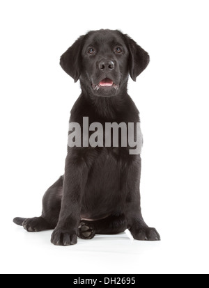 Labrador Retriever Welpe isoliert auf weiss Stockfoto