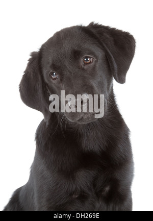 Labrador Retriever Welpe isoliert auf weiss Stockfoto