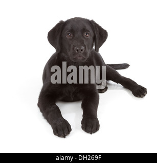 Labrador Retriever Welpe isoliert auf weiss Stockfoto