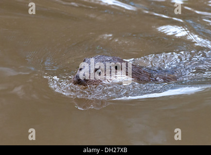 Europäischen Fischotter - Lutra Lutra schwimmt. UK Stockfoto