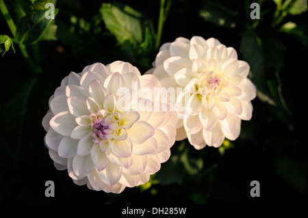 Rosa Runde Dahlie (Dahlia) "Eveline" Stockfoto