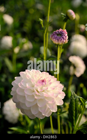 Rosa Runde Dahlie (Dahlia) "Eveline" Stockfoto