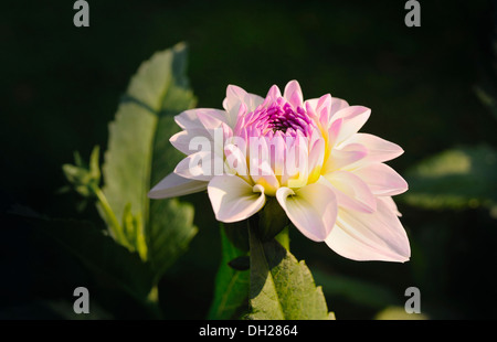 Runde Dahlie (Dahlia) "Eveline" Stockfoto