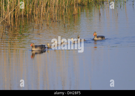 Graugans Stockfoto