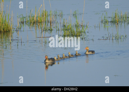 Graugans Stockfoto