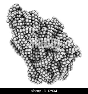 Polyethylen (PE, Polyethylen, Polyethylen) aus Kunststoff, chemische Struktur. Atome werden als Kugeln dargestellt. Stockfoto