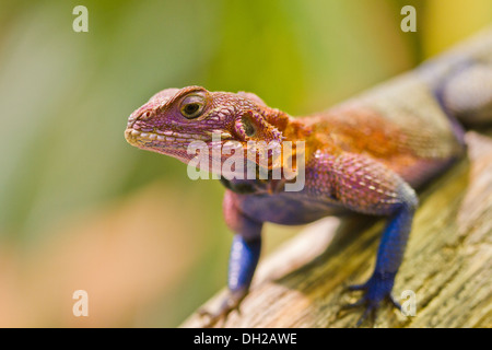 Unter der Leitung von Mwanza Wohnung Agama (Agama Mwanzae) Stockfoto