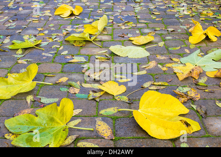 Hinterhof Stein Fertiger Terrasse mit Feigen- und Walnuss Baum Herbst Blätter Hintergrund Stockfoto