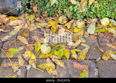 Gefallene Schwarze Walnuss-Baum-Blätter und Früchte im Garten-Garten im Herbst Stockfoto