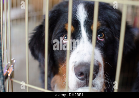 Birdie der Berner Sennenhund - das süßeste, was Sie je gesehen haben! Stockfoto