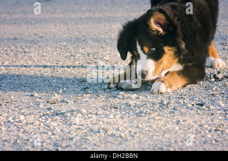 Birdie der Berner Sennenhund - das süßeste, was Sie je gesehen haben! Stockfoto