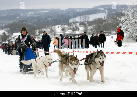 Schlittenhunderennen in Liebenscheid, Rheinland-Pfalz Stockfoto