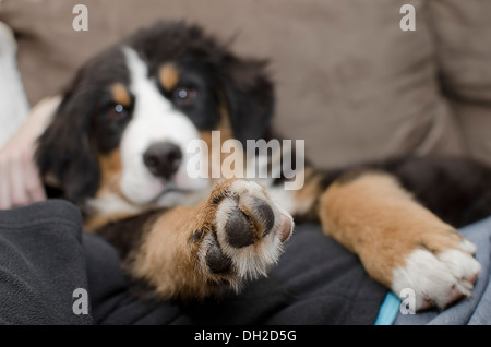 Birdie der Berner Sennenhund - das süßeste, was Sie je gesehen haben! Stockfoto