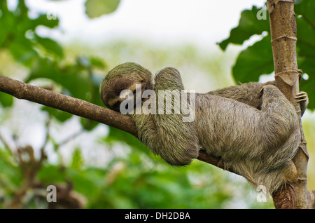Brown-throated Faultier (Bradypus Variegatus), männliche ruht auf einer Zweigniederlassung, Manuel Antonio Nationalpark, zentrale Pazifikküste Stockfoto
