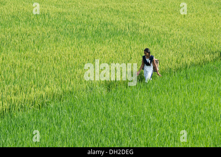 Indische Mädchen zu Fuß zur Schule durch Reife Reis Reisfeld. Andhra Pradesh, Indien Stockfoto