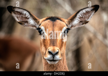 Impala-Kopf Stockfoto