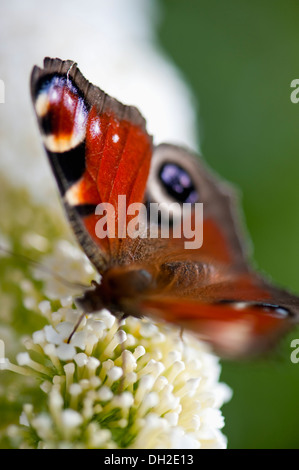 Nahaufnahme von einem europäischen Tagpfauenauge ernähren sich von einem weißen Sommerflieder Stockfoto